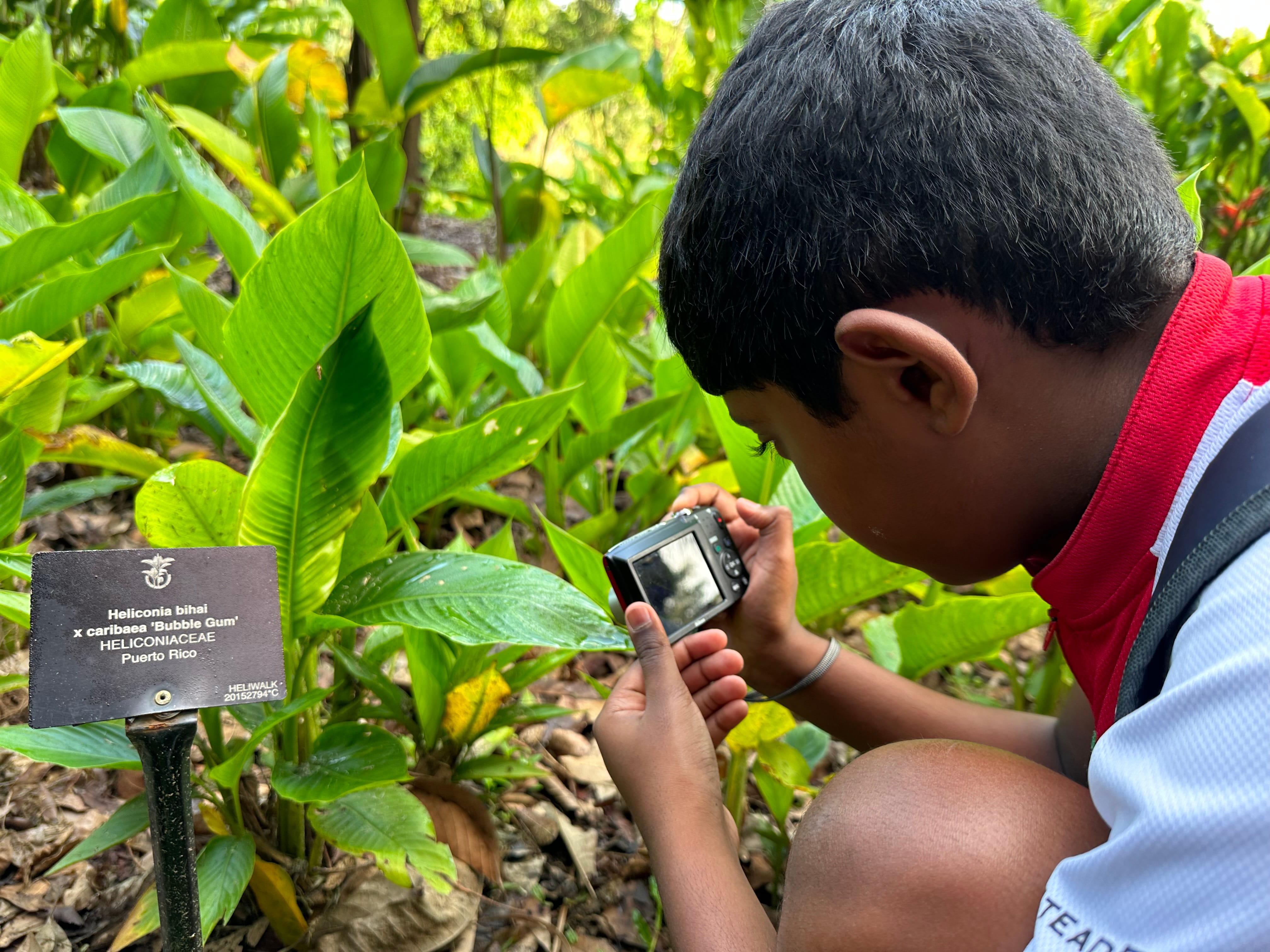A boy photographs a labeled Heliconia bihai plant with a small camera in a lush botanical garden.